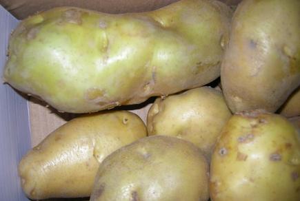 土豆常温可以放多久
