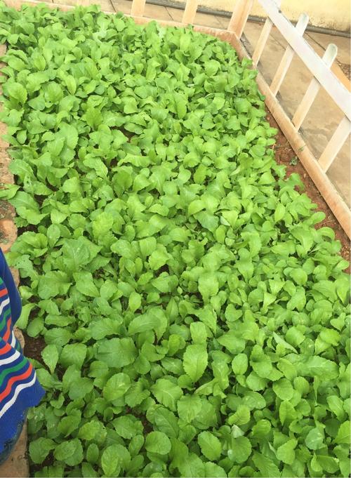如何种植小青菜