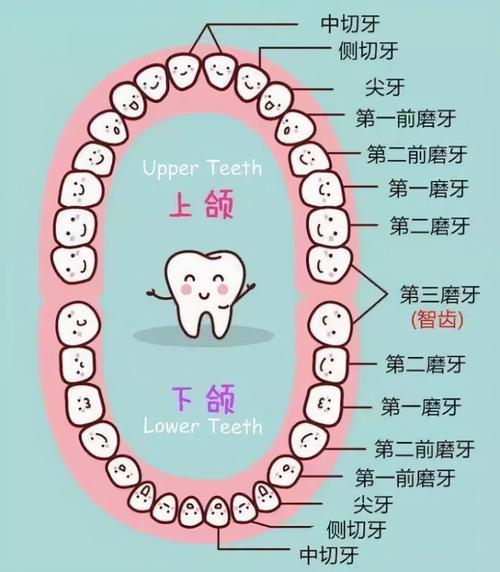 牙齿编号位置图